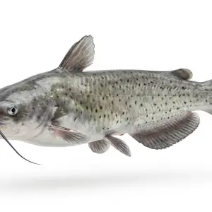 Fresh Catfish