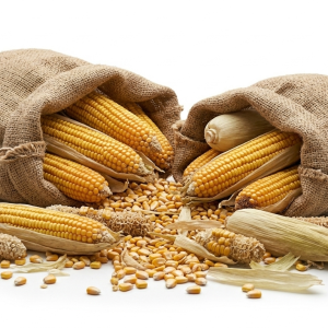 Maize (Yellow)