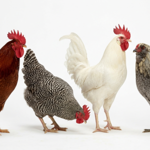 Live Cocks (Mature Roosters)